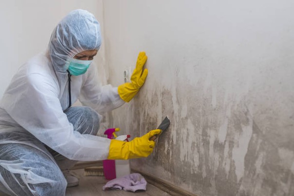 How to Remediate Mold in a Home?