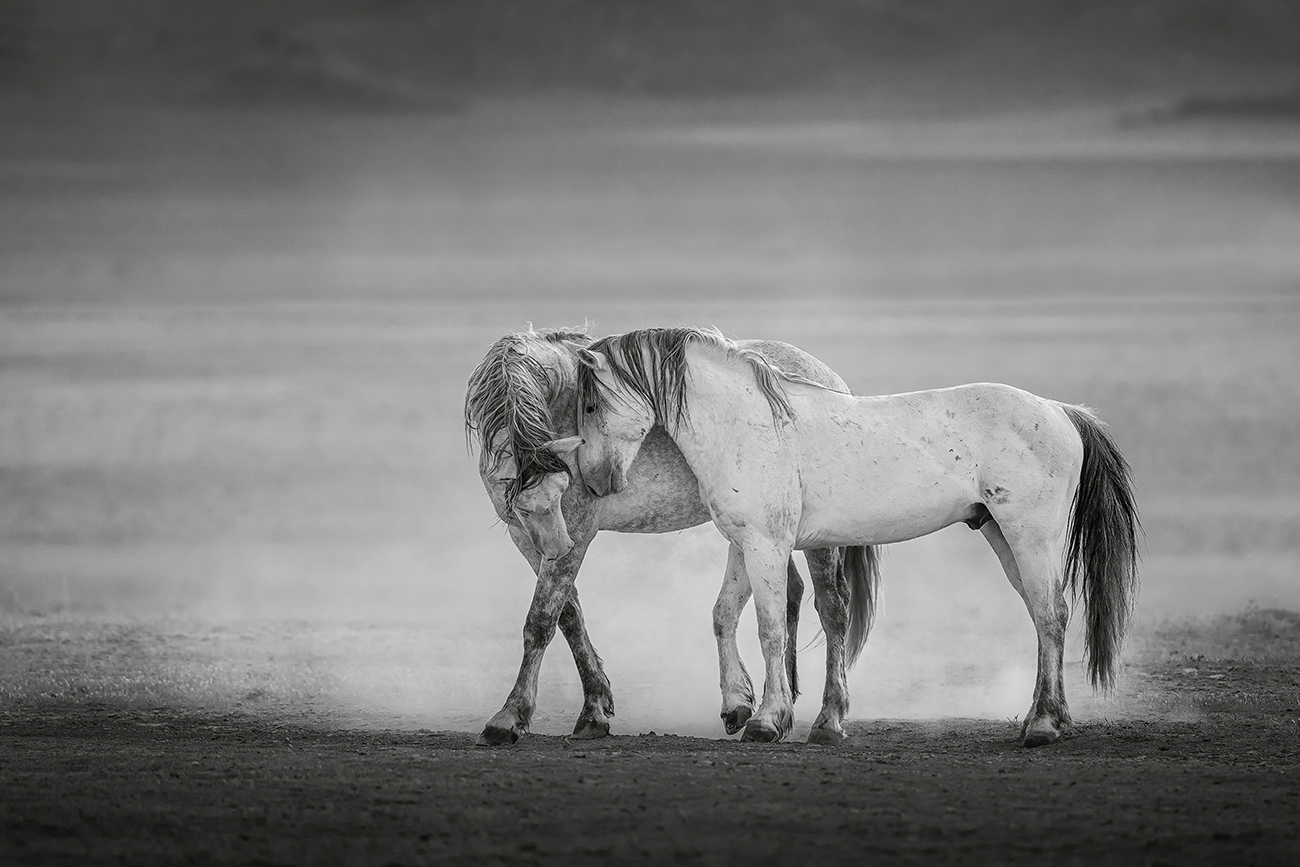 image of a two friendly horses