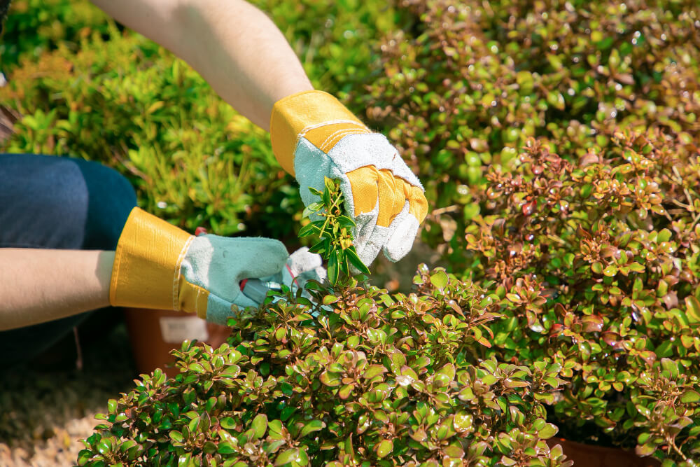 Transform Your Lawn with Professional Weed Removal Services