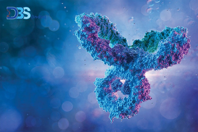 What is the Difference Between Primary and Secondary Antibodies?