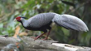 Conservation Challenges and Efforts for the Silver Pheasant