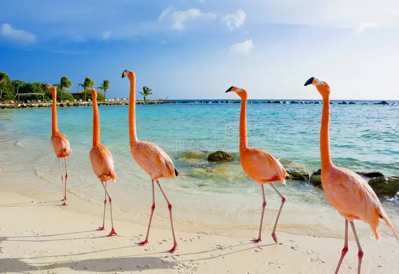 Top Travel Advice for Aruba: What You Should Know