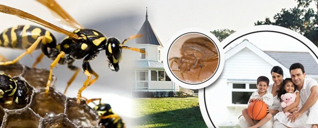 5 Essential Steps to Take Before Hiring a Bee Removal Service