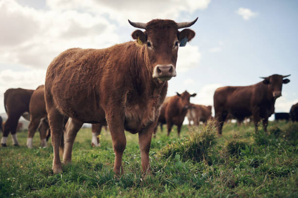 In the Heart of Agriculture: The Essence of Beef Farming