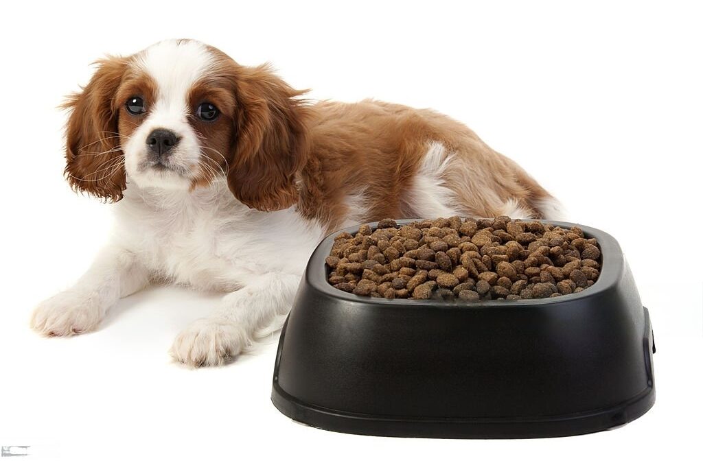 Buy Dog Dry Food in Singapore : Learn How to Choose the Best Food For Your Pet