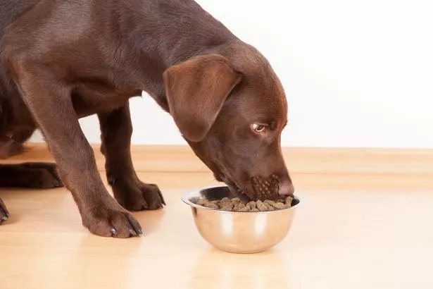 What is the best food to feed a dog?