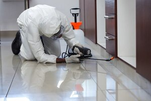 How to accomplish Bed bug control Kitchener