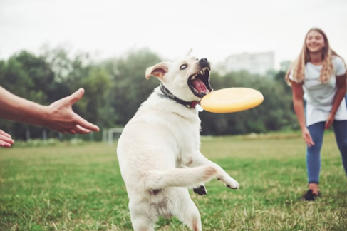 The Essential Elements of Successful Dog Training Programs