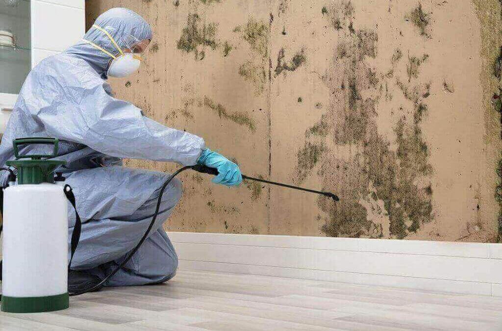 Mold Removal In Doral Schools: Make Safe And Healthy Learning Environments!