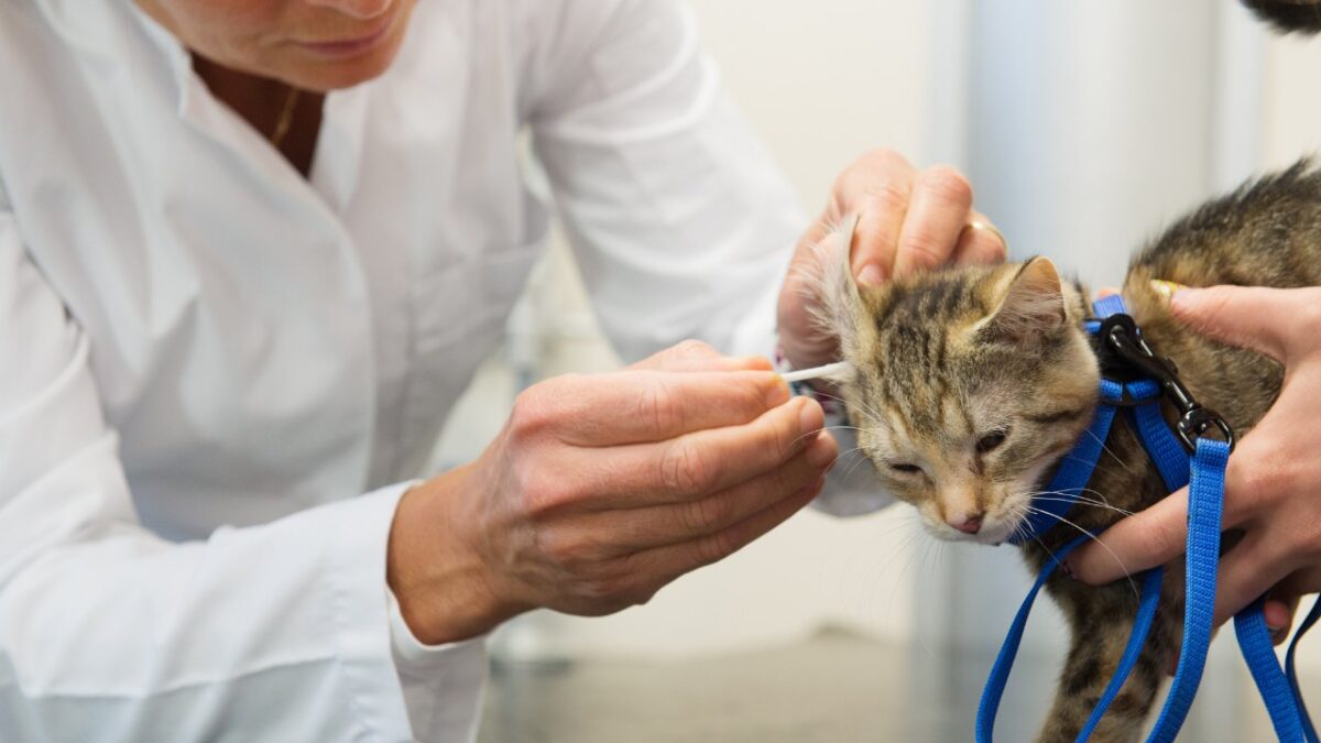 Veterinarian Insights: Professional Approaches to Ear Mite Treatment
