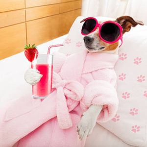 The Top Pet-Friendly Hotels for Your Furry Companion on Vashon Island, WA