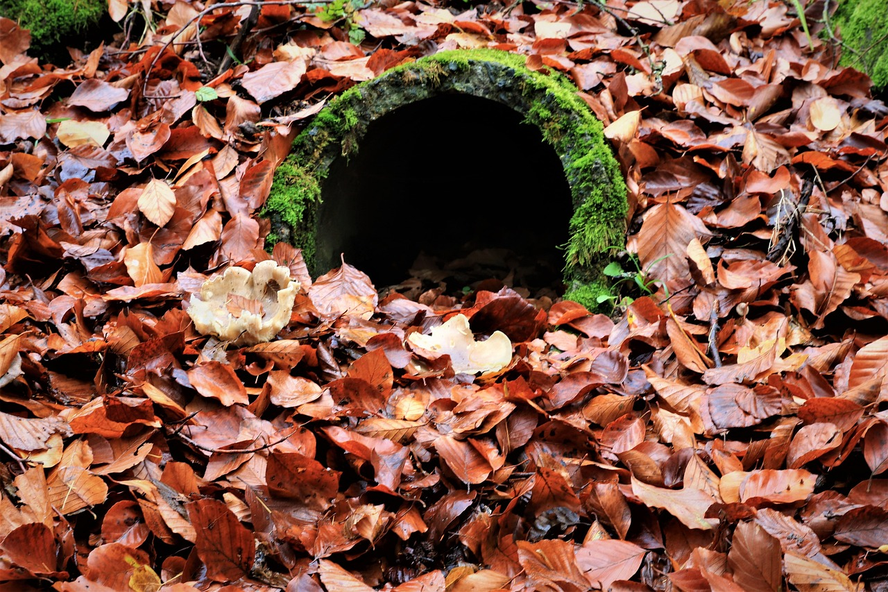  A Sewer Pipe Covered in Foliage and Clogged with Dead Leaves in Need of a Renton Plumber