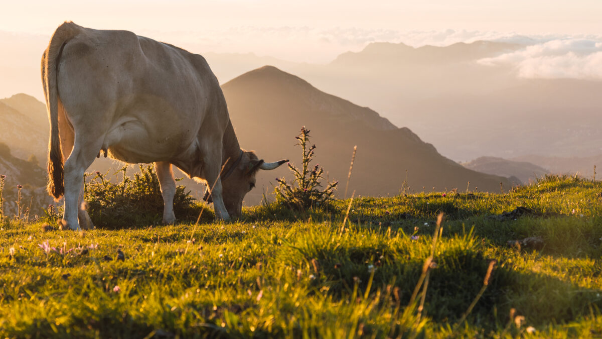 Moo-ving Money: How Fintech is Milking Efficiency in the Dairy Industry