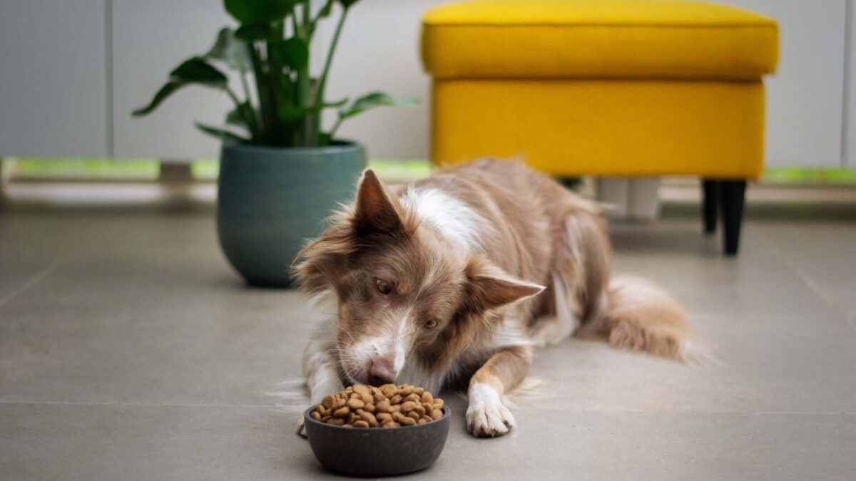 Grain-Free Dog Treats in Singapore: Nourishing Canine Health with the Best Options