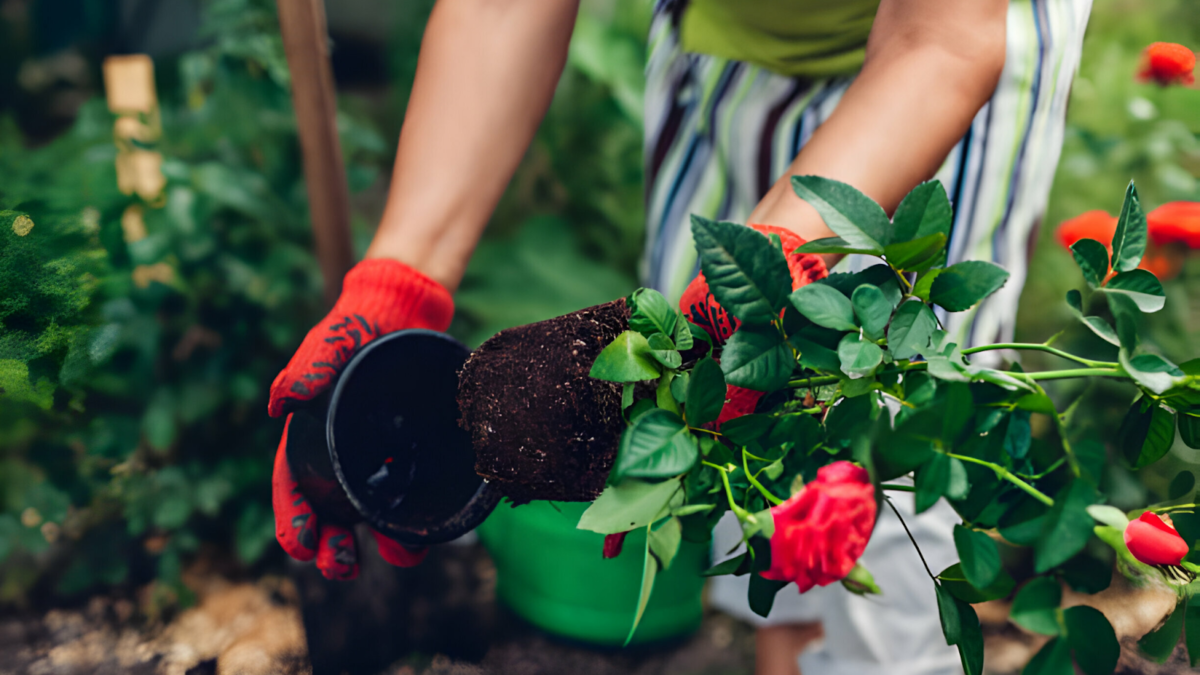 Ultimate Guide to Growing Healthy Roses in Your Garden