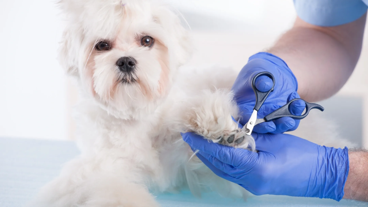 Why The Best Dog Grooming Services Are Vital For Your Pet’s Hygiene
