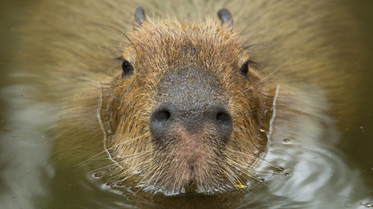 Capybaras: The Gentle Giants of the Rodent World