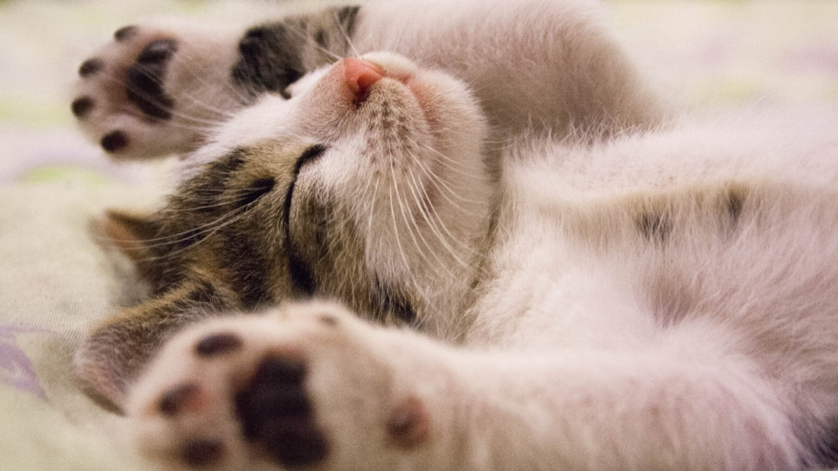 Pawsitively Life-Changing: The Incredible Benefits of Cat Adoption