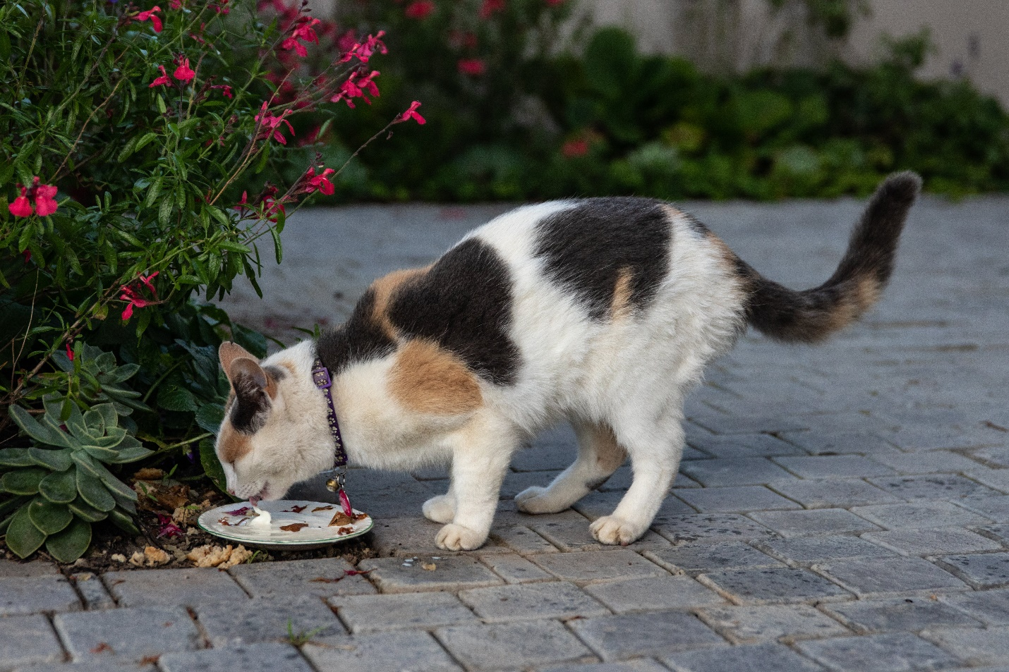 Cat Eating Organic Cat Food
