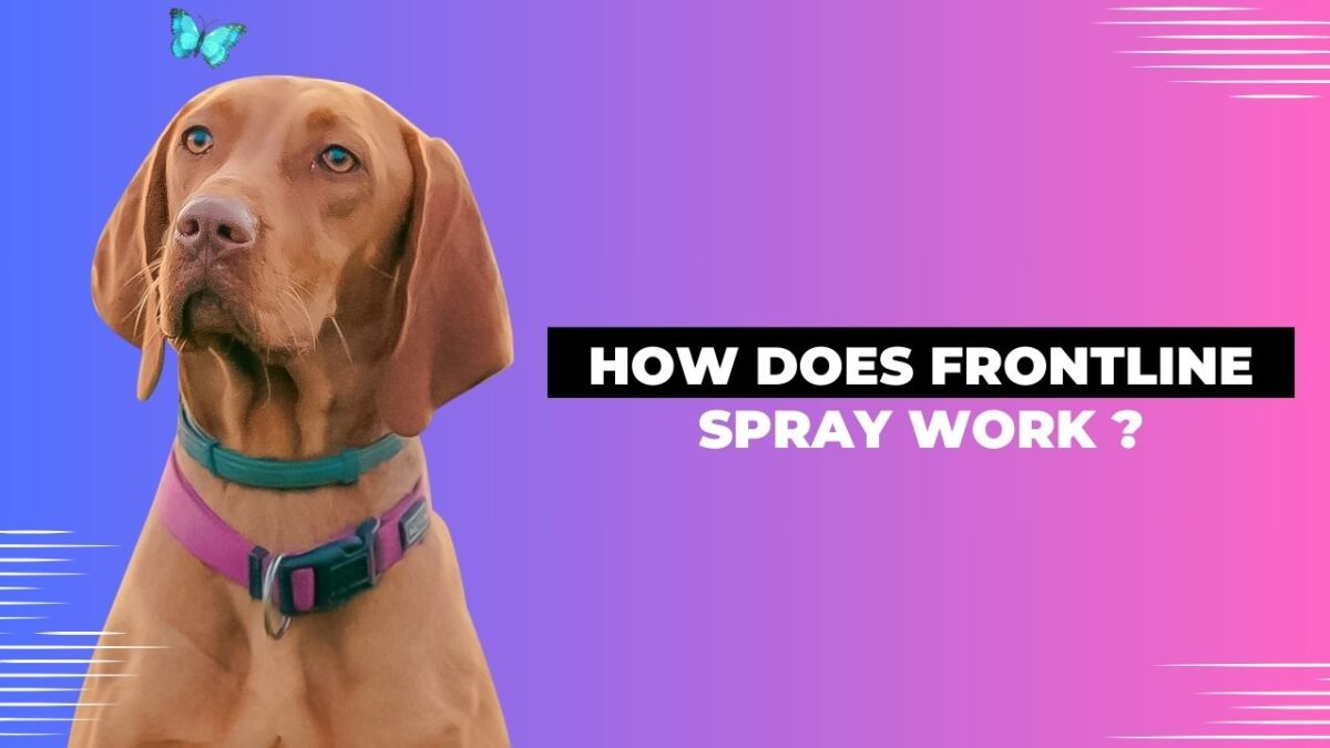 How Does Frontline Spray Work?