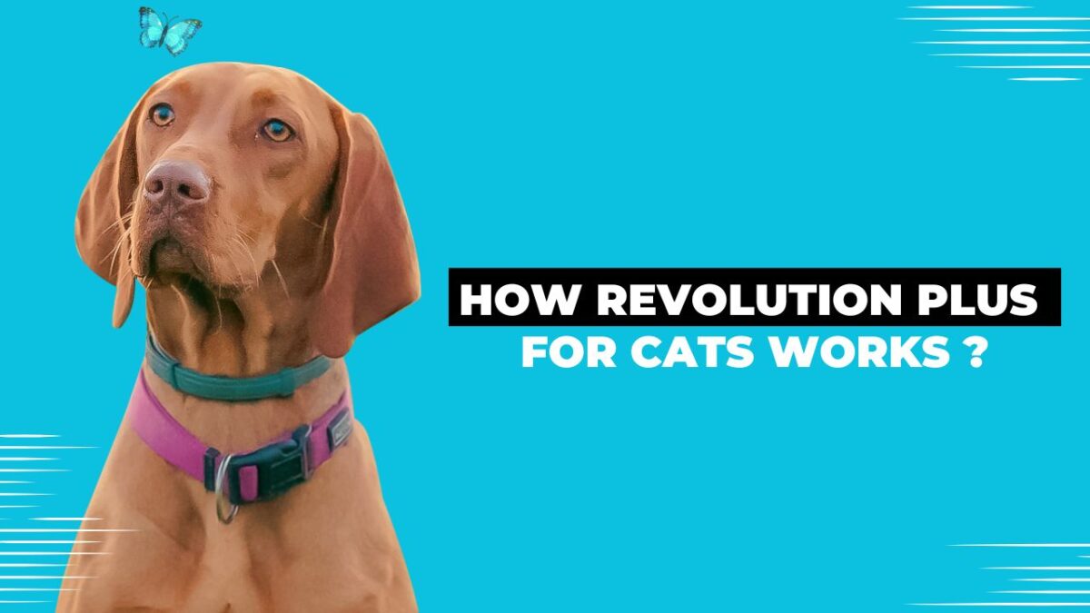 How Revolution Plus for Cats Works ?