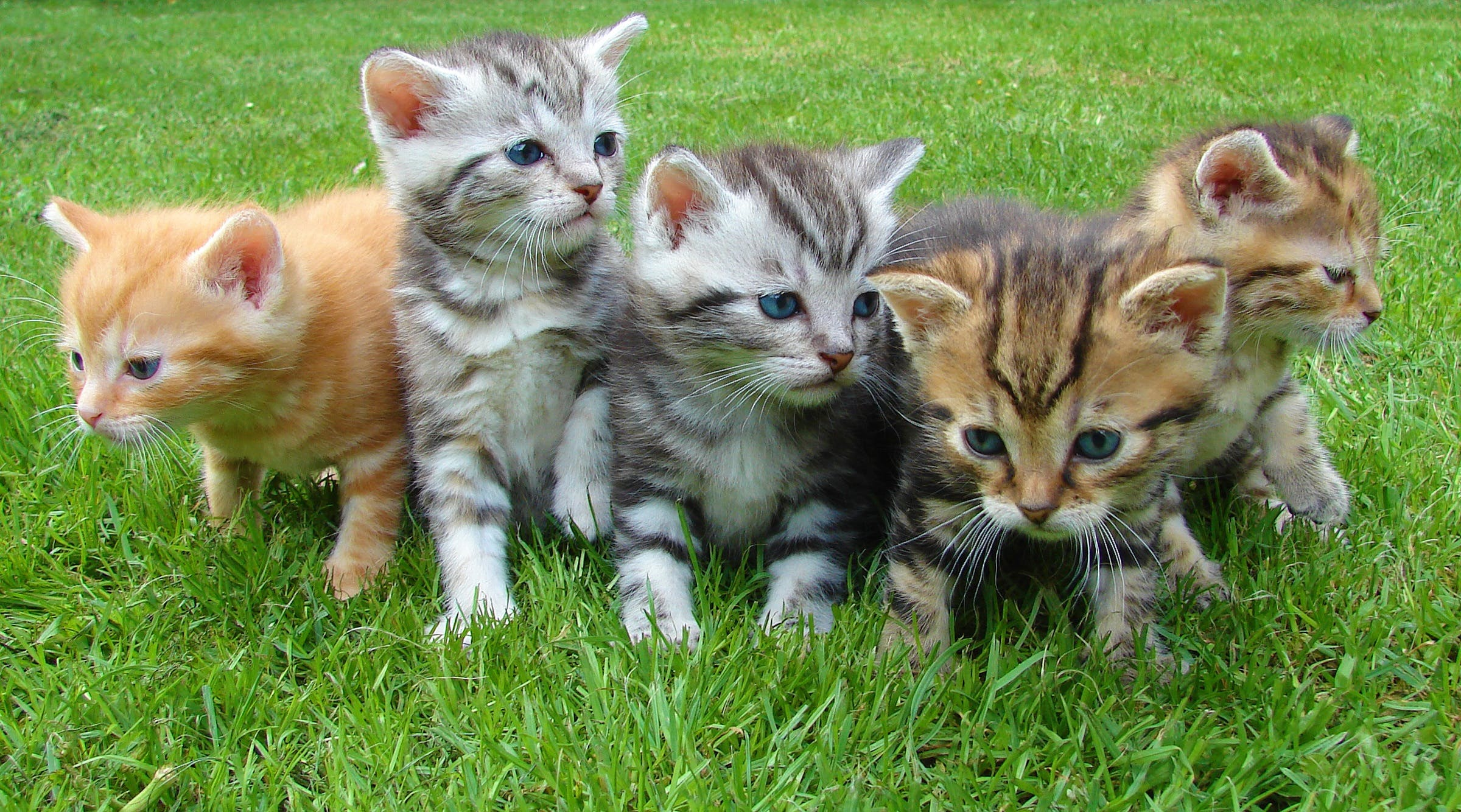 Kittens at a Cat Adoption Center