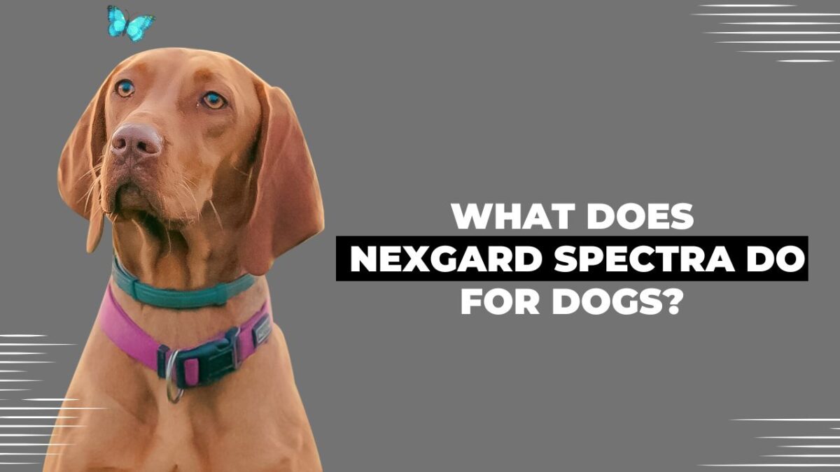 What Does NexGard Spectra Do for Dogs?