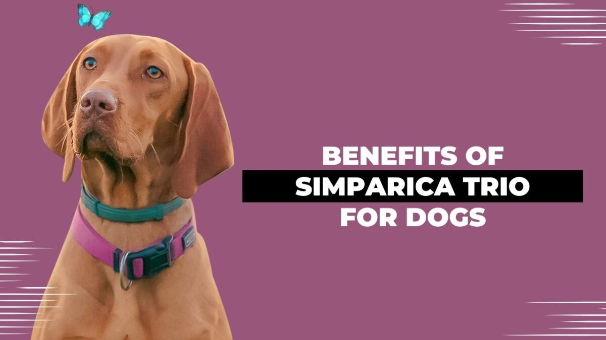 Benefits of Simparica Trio for Dogs