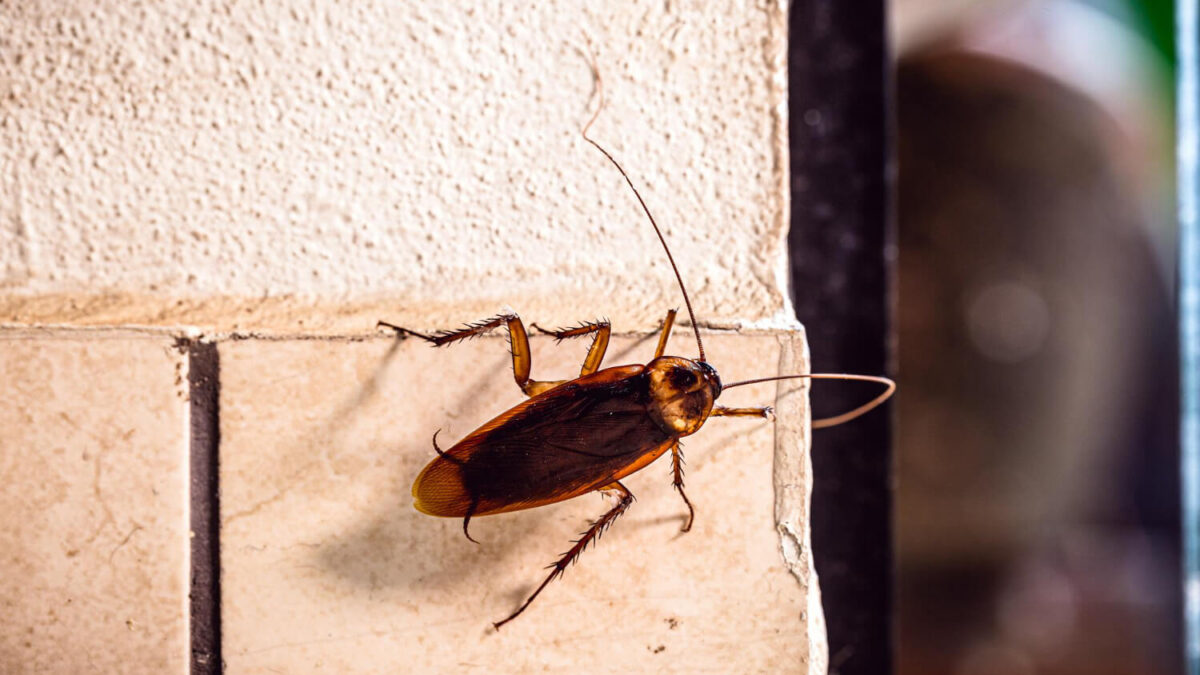 Reasons Why Cockroach All Around The Home & How to Keep Them Away?