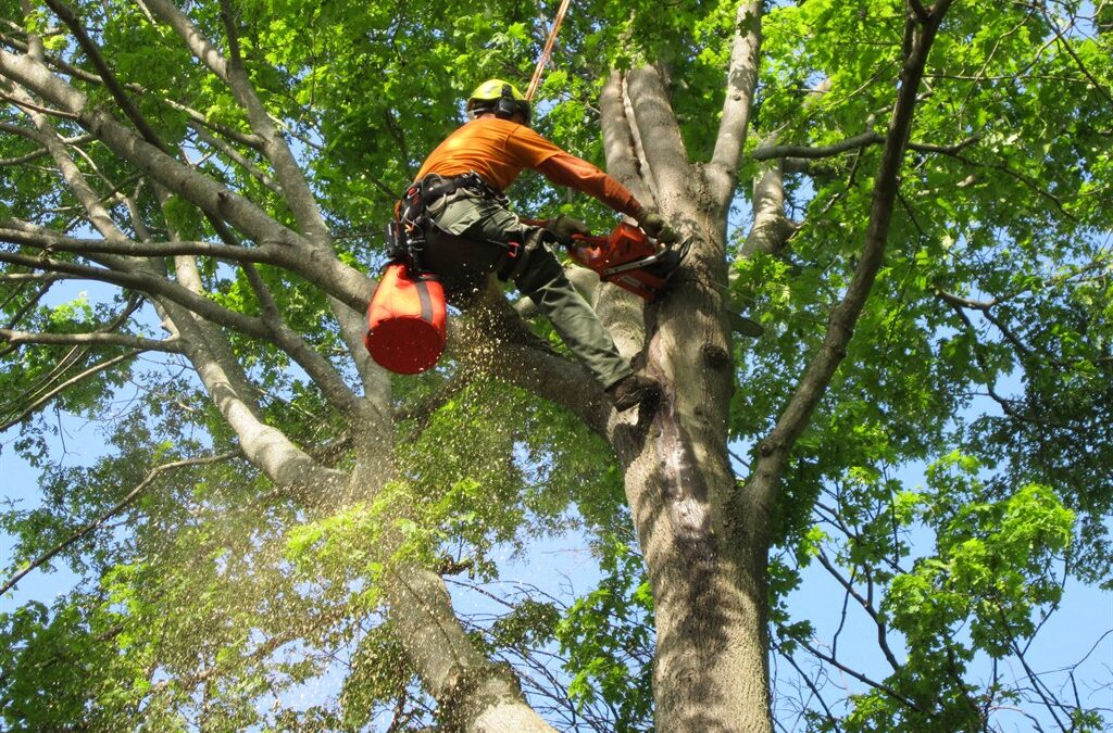 Art and Science of Tree Trimming Services