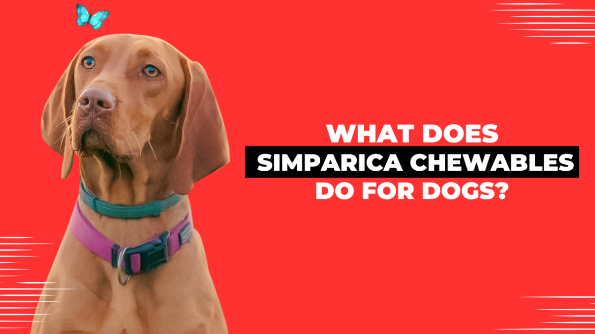 What does Simparica Chewables do for Dogs?