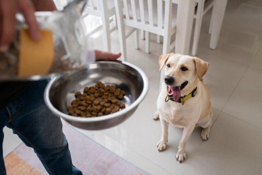 Buy Frozen Raw Food For Dogs Singapore