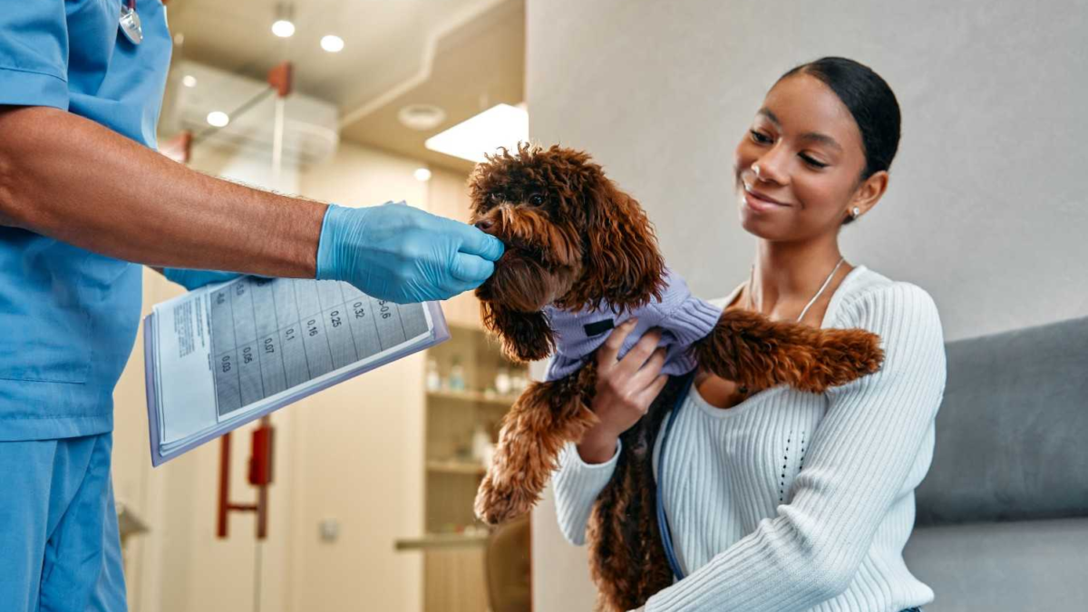 Caring for a Goldendoodle: 8 Essential Pet Grooming Tips