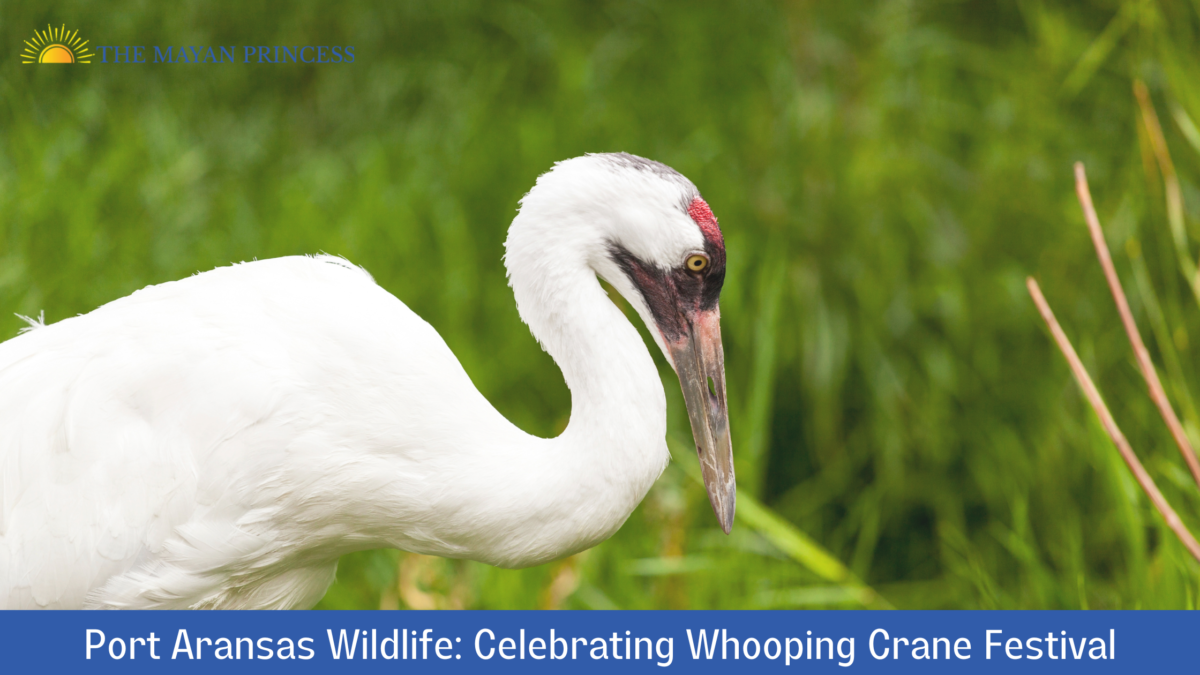 Port Aransas Wildlife: Celebrating Whooping Crane Festival