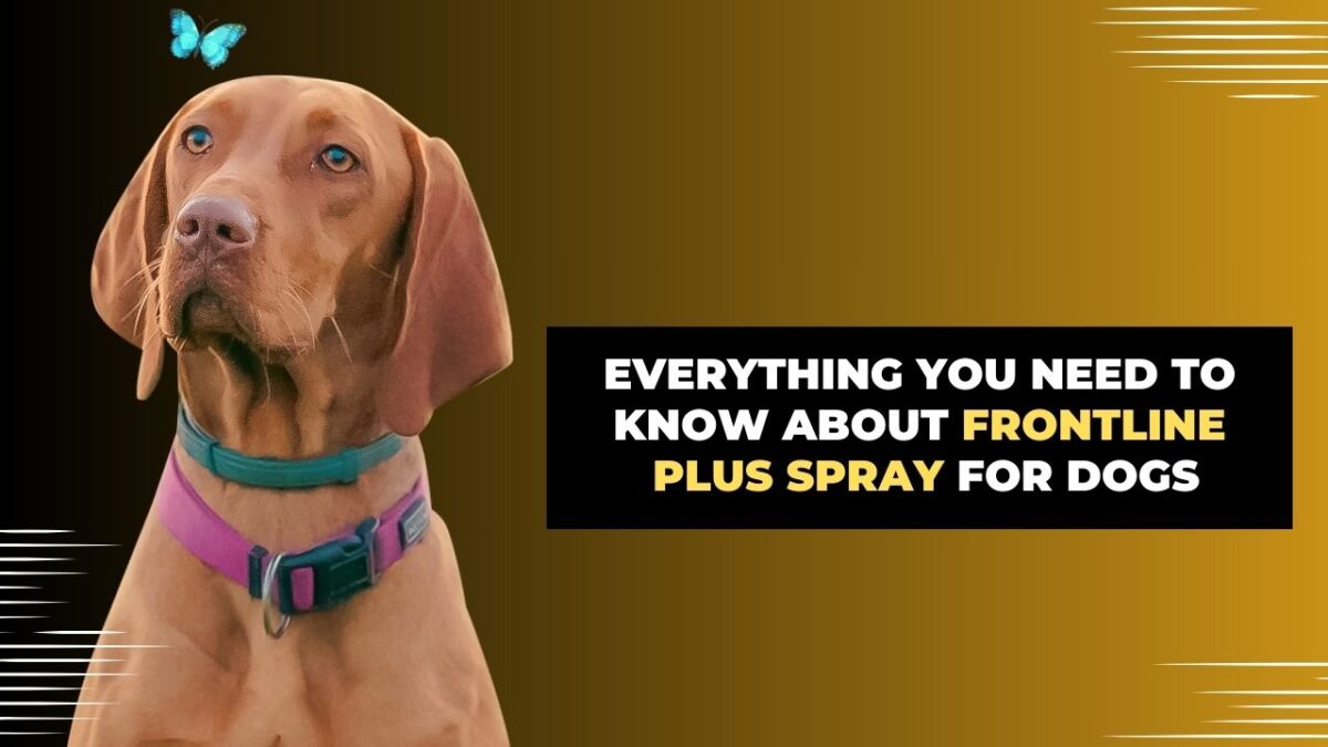 Everything You Need to Know About Frontline Plus Spray For Dogs