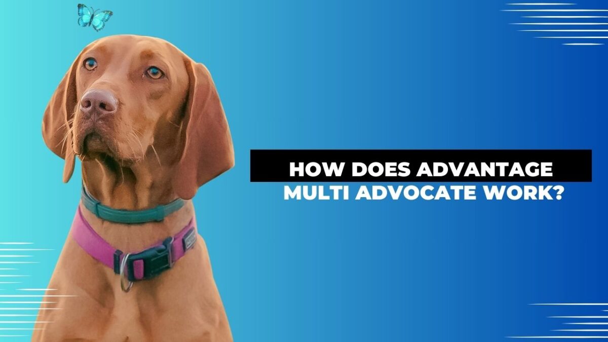 How Does Advantage Multi Advocate Work?
