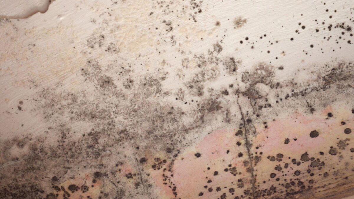 What to Expect During the Mold Inspection Process