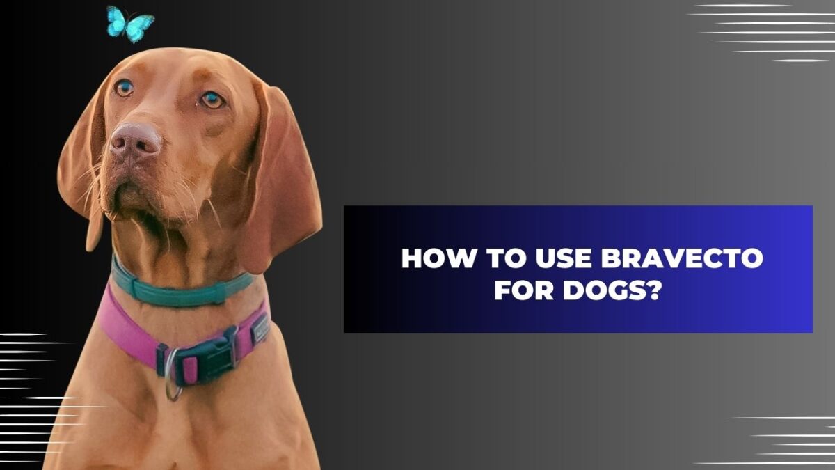 How to Use Bravecto for Dogs?