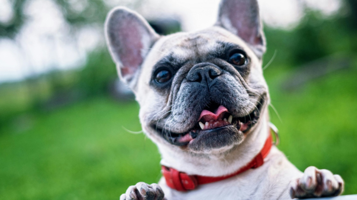 Pawsitive Effects: Understanding Mental Health Benefits of Dog Walking for Your Pup