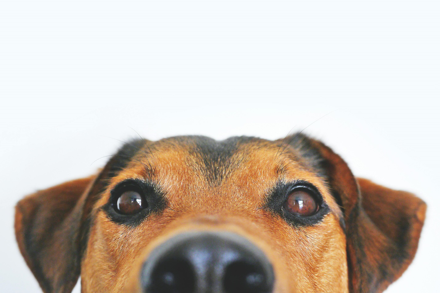a close-up image of a dog’s eyes