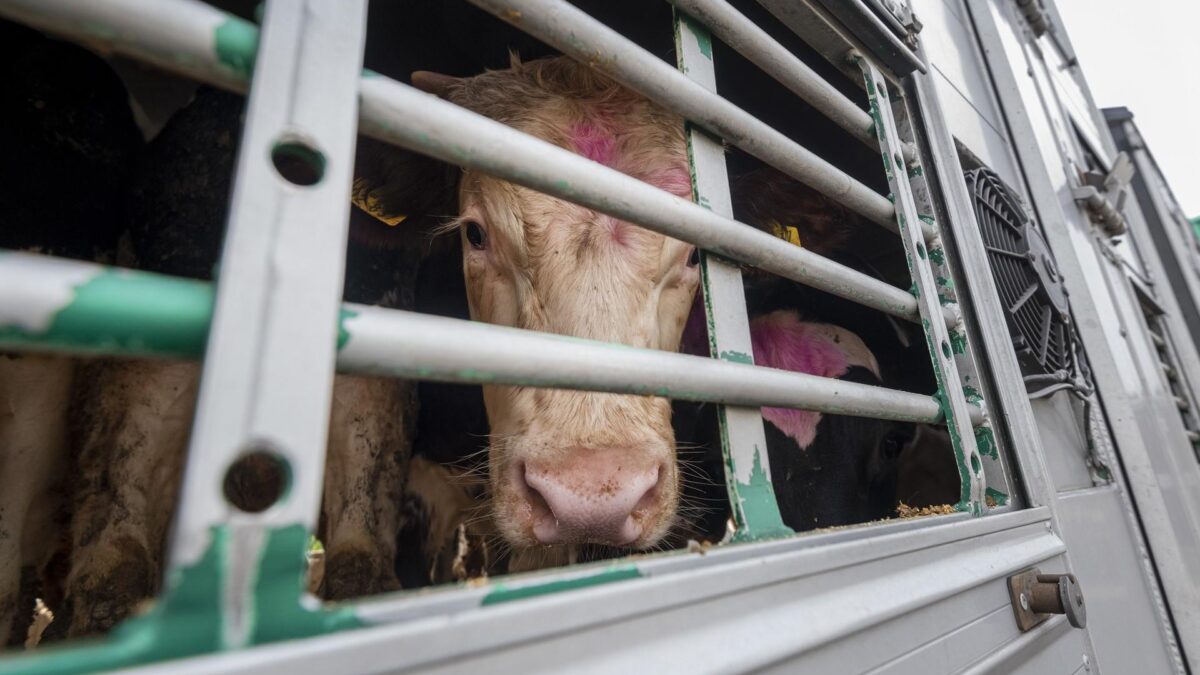 Tailored Solutions for Live Animal Transport: What You Need to Know