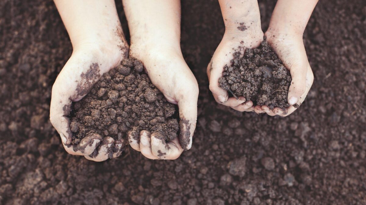 Tips to Improve Your Garden Soil Health