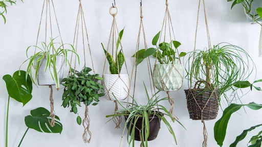 Elevate Your Living Space with Indoor Hanging Plants