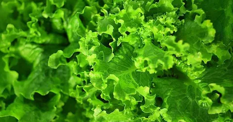 Gardening Tips for Growing Your Own Leafy Greens at Home