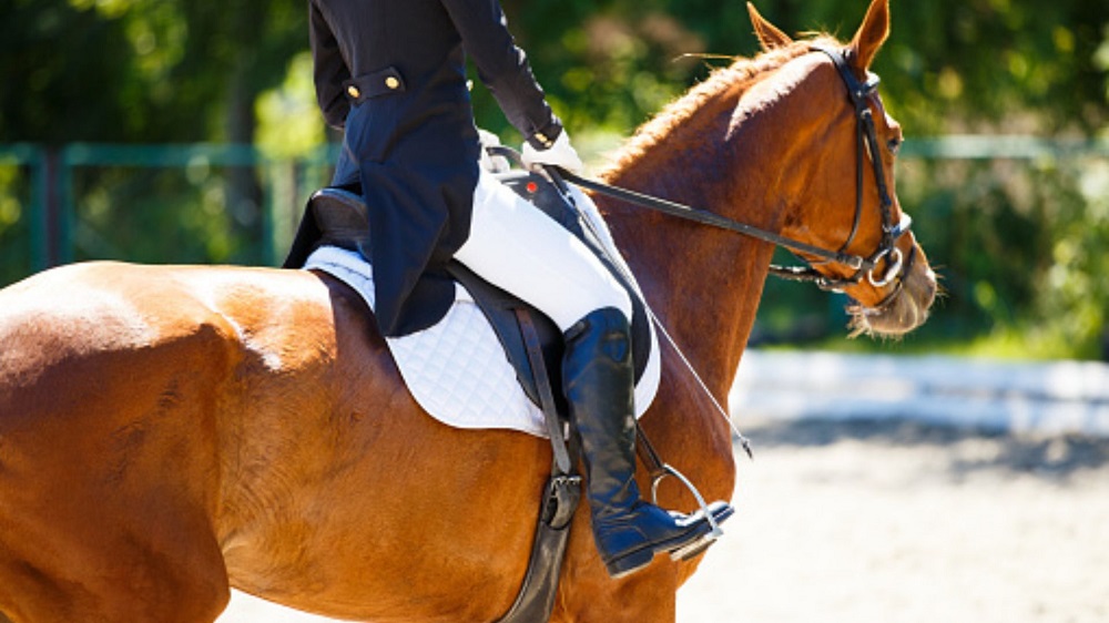 Elevate Your Equestrian Experience with High-End Horse Tack from Canadian Tack Stores