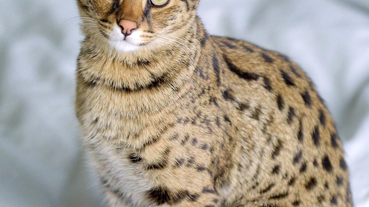 Discover Exotic Feline Companions: Savannah Cats for Sale Near You