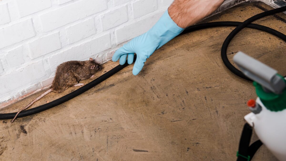 Why GPC Pest Control Is Your Top Choice for Rodent Extermination
