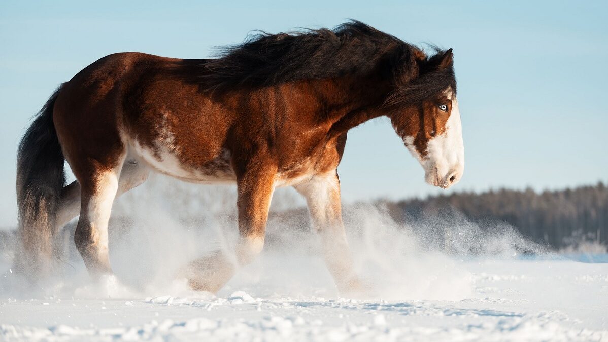 Enchanting Equine Experiences: Екатерина Смолла’s Global Herd