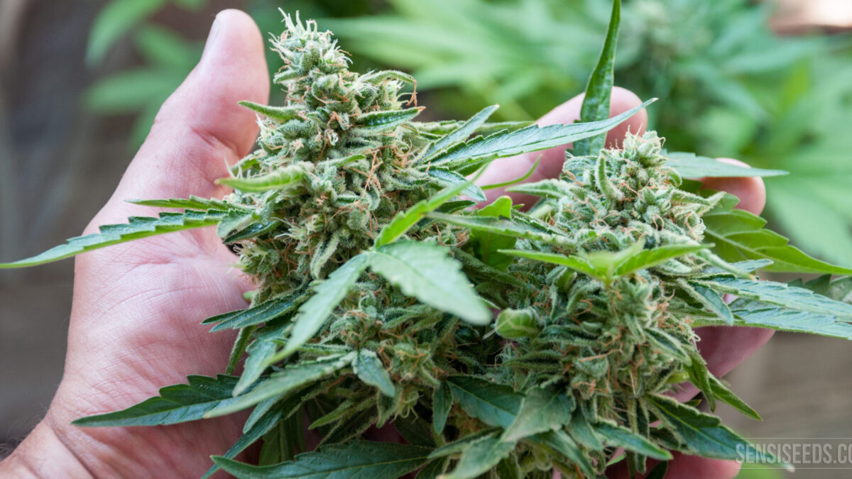 Exploring the Effects: How Different Marijuana Flowers Impact Your High: