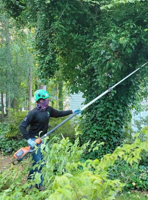 Professional Tree service monroe nc: Tree Removal and Trimming Services